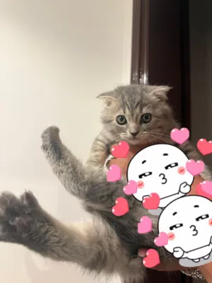 Scotch fold kittens