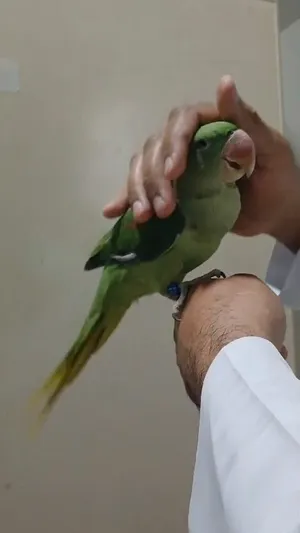 Hand tamed Nepali parrot for sale