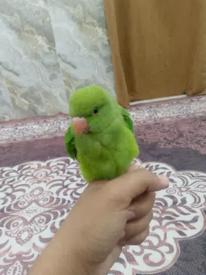 دره هندي اليف