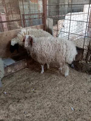 حلال اللبيع