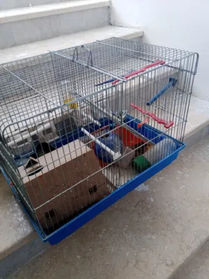 قفص اربع معارف مع قاطع للبيع مع عده عصافير بسعر مغري