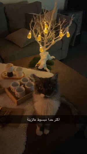 قطة صغيره نوع شيرازي هجين