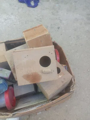 بيت عصافير جنة وعصافير حب