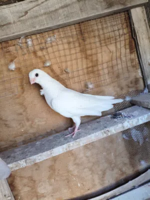 حمام زينة البصرة