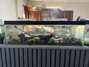 حوض سمك العرض متر العمق 30 ارتفاع 30 معو فلترين سانب معلقات ومعو هيتر 200 واط ادفع بحق الله وشيل