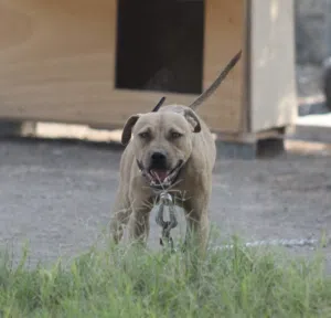 American pitbull terriers