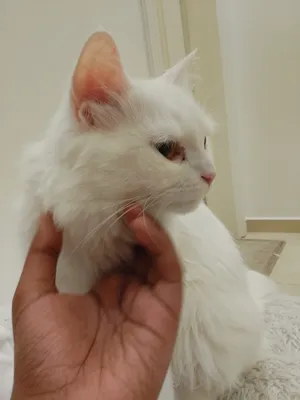 ‏شيرازي‏3