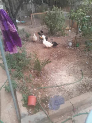 جوزين بط اول خيرهم للبيع