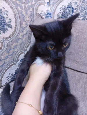 kittens for adoption  قطط لتبني