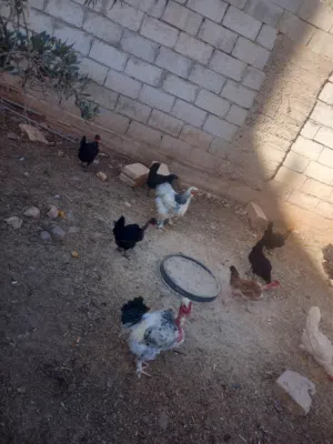 بيض بلدي وابو رقيبه