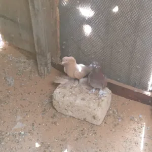 السلام عليكم ورحمة الله وبركاته فيه تلاته كوبيات