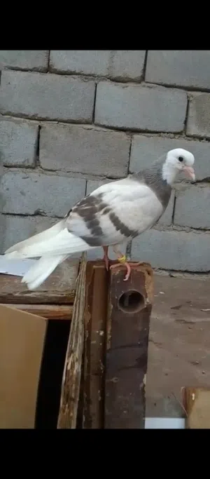 طيره مخلفه لواته أمهاته مال بر لله شاهد حمامات طيبات