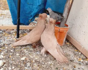 حمام بغدادي أحمر فوطه