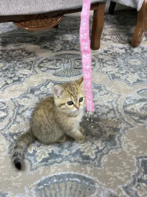 سكوتش ny24 جولدن