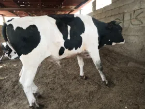 عجول عراقيه سمان شرط الصحه