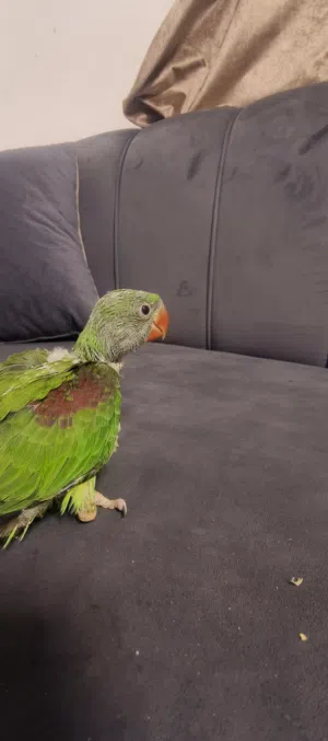 لعشاق ببغاء التزقيم ((الكسندرين))