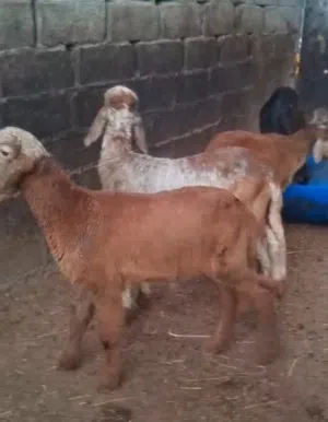 كباشه سودانيات بيور تربية العزبه ماشاء الله تبارك الرحمن لاتفوت