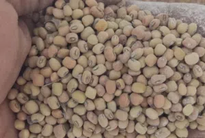 بذر لوبيا عمانيه