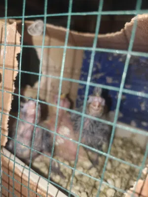سلام عليكم شباب كوكتيل فراخ سعره 25قفل قفل قفل ولصفر سعره 35قفل