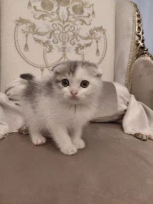 ذكور قطط سكوتش فولد، العمر شهرين /  Male two months old Scottish Fold kittens