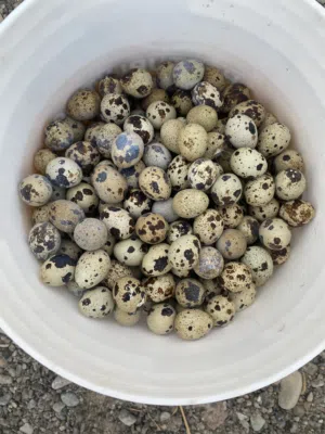 بيض سمان 30 حبه