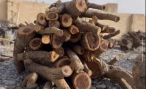 حطب سمر