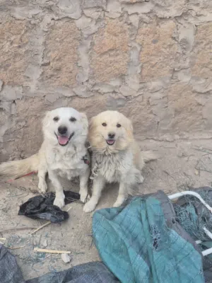 كلاب فرنسي زوج للبيع عرررطه مستعجل