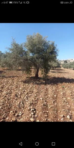 Farm Land for Sale in Jerash Unaybah