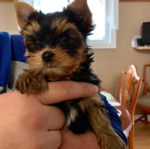 Adorable Male And Female Yorkshire Terrier Puppies