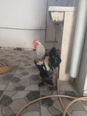 3كوبيات برهمي الله يبارك للبيع