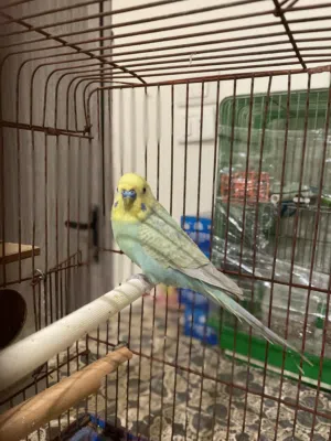 عصافير الحب