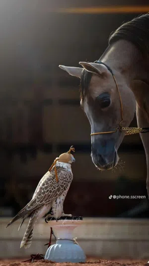 سهيل البدري 