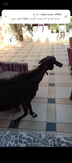 ‏ماعز‏4