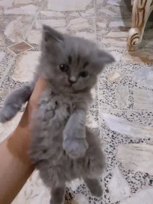 ابحث عن قطه صغيره للتبني شيرازي