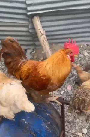 يوجد معانا دواجن ذكور فقط