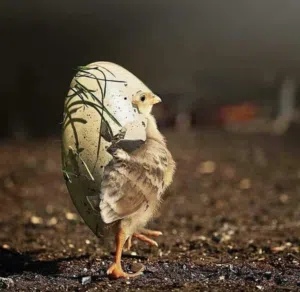 صيصان دجاج المهرج الاسباني وصيصان بكستاني وصيصان بلدي