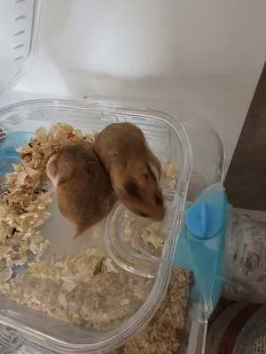 Hamsters1