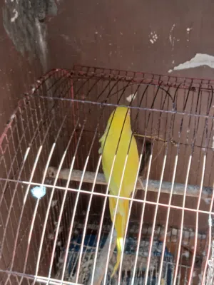 نتايه دوره سوبر جنبو لا ينقصها اي شيئ عمر 3سنوات