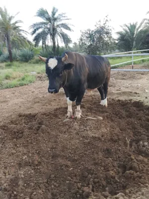 ثور يناطح من  رباعي حال سداسي