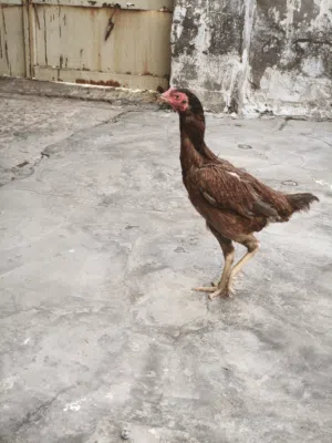 ب 15الف فقط