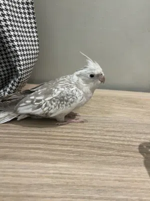 طير كروان للبيع