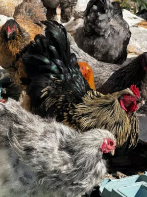 يوجد صيصان وبيض براهما من الاهالي المعروضه