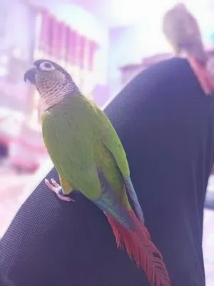 زوج كنيور اليف للبيع
