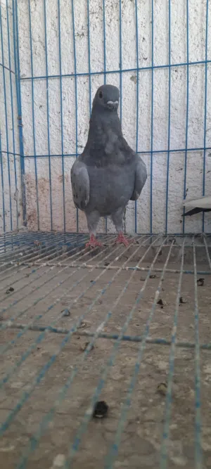 طواير بواقي 7
