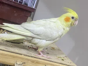 كوكتيل اليف