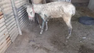 للبيع حمارة