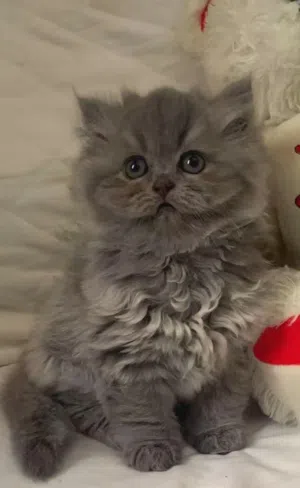 For sale: a beautiful Scottish Fold and Persian cat
