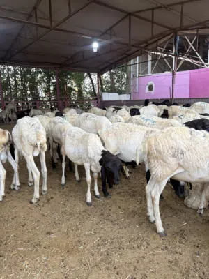 جميع انوع الحلال متوفر يوجد اضاحي