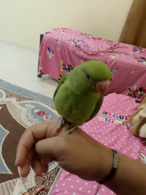 ببغاء دره هندي اقرأ الوصف