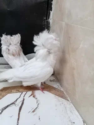 حمام فوطه مخاليف